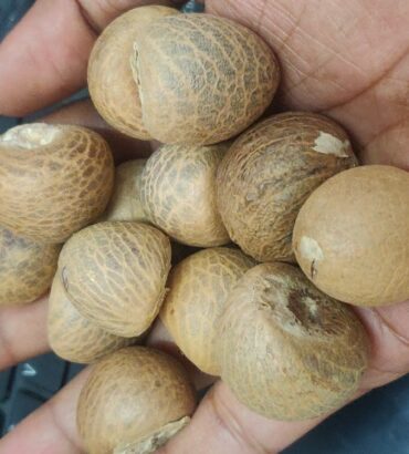 A1 Grade Whole Betelnuts