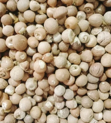 A2 Grade Whole Betelnuts