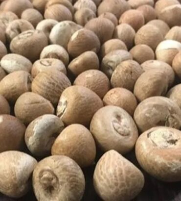Whole Betelnuts